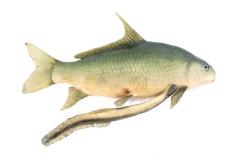 Quillback (Cast)