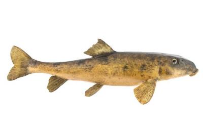 Northern Hog Sucker (cast)
