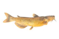 Channel catfish (Mount)