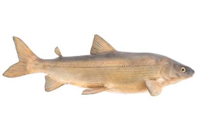 Lake Whitefish (Cast)