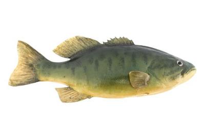Smallmouth Bass (Cast)