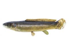 Bowfin (Cast)