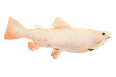 Albino Brook Trout (Cast)