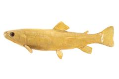 Albino Brook Trout (Cast)