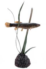 Mud Minnow (Cast)
