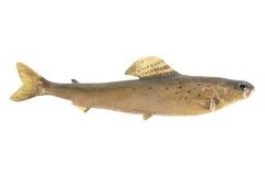 Montana Arctic-Grayling (Cast)
