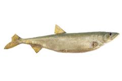 Rainbow Smelt (Cast)