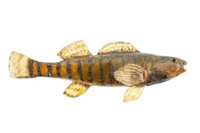 Rainbow Darter (Cast)