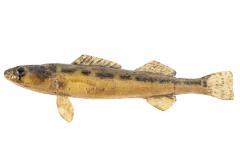 Blackside Darter (Cast)