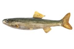 Bluntnose Minnow (Cast)