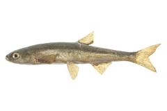 Emerald Shiner (Cast)
