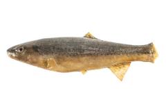 Hornyhead Chub (Cast)