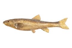 Longnose Dace (Cast)