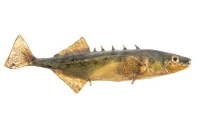 Brook Stickleback (Cast)