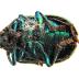 Scarab Beetle  