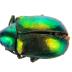 Scarab Beetle  