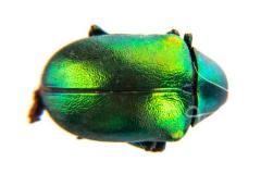 Scarab Beetle 