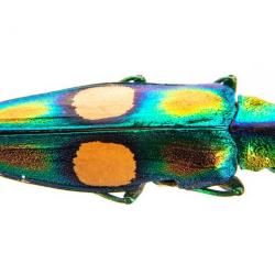 Jewel Beetle 