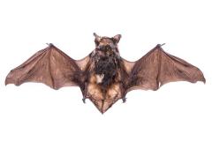 Big Brown Bat