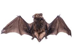 Big Brown Bat