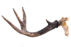 White-Tailed Deer Antler