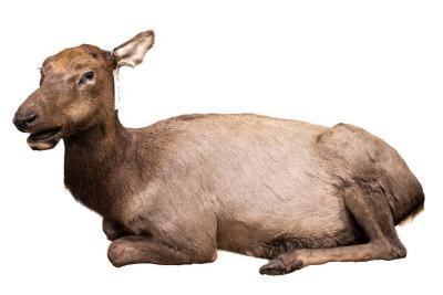 Elk (mount)