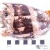 Imperial Volute (shell)