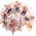 Imperial Volute (shell)