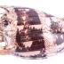 Imperial Volute (shell)