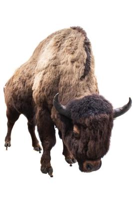 American Bison (mount)
