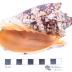 Imperial Volute (shell)