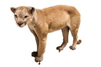 Mountain Lion (mount)  