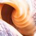 Imperial Volute (shell)