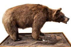Black Bear (mount)