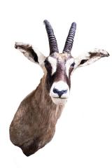 Roan Antelope (Shoulder Mount)