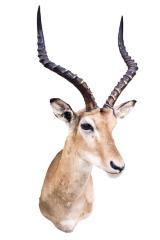 Impala (Shoulder Mount)