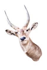 Defassa Waterbuck (Shoulder Mount)