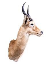 Puku (Shoulder Mount)