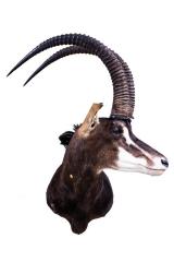 Sable Antelope (Shoulder Mount)