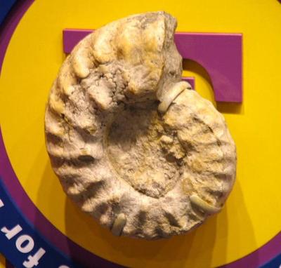 Cephalopod Fossil
