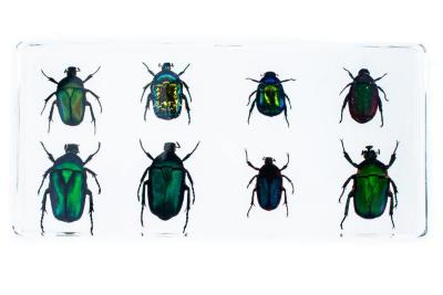 Beetles in Resin