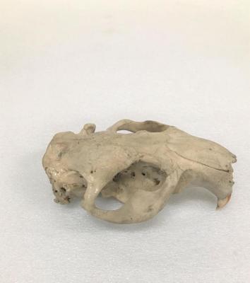 North American Beaver (skull)