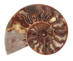 Discovery Kit: Fossils #2