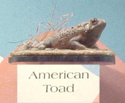 American Toad