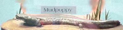 Mudpuppy