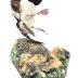 Bufflehead (mount)