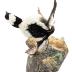 Bufflehead (mount)