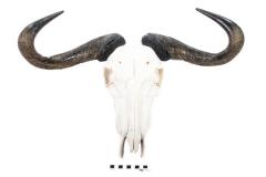 Black Wildebeest (Skull) 
