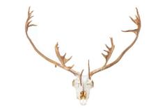 Woodland Caribou (Skull)