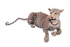 Leopard (Mount)